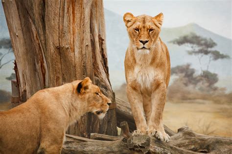 lions standing|pictures of lion standing.